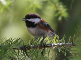 Chestnut-backed Chickadee