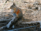 Townsends Chipmunk