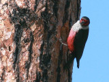 Lewiss Woodpecker