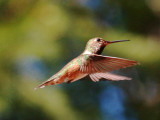 Rufous Hummingbird