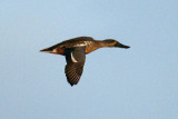 Northern Shoveler