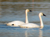 Tundra Swan