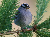 White-crowned Sparrow