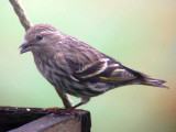 Pine Siskin