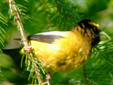 Evening Grosbeak