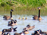 Canada Goose and Cackling Goose