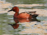 Cinnamon Teal