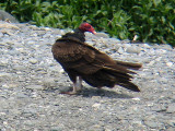 Turkey Vulture