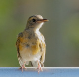 Common Myna, juvenile