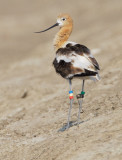 American Avocet, with bands and transmitter