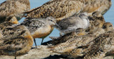 Red Knots, partial breeding and nonbreeding plumage