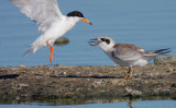 Forsters Terns, adult feeding juvenile