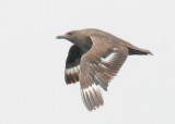 South-polar Skua