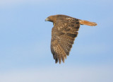 Red-tailed Hawk, flying