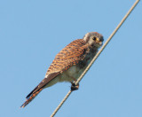 American Kestrel, female