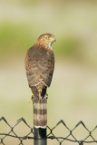 Accipiter sp., juvenile