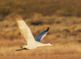 Sandhill Crane