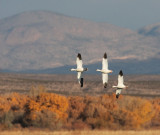 Birds and Landscapes -- Bosque del Apache, November 2009