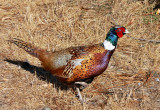 Ring-necked Pheasant, male