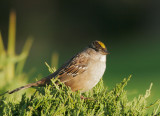 Golden-crowned Sparrow, winter