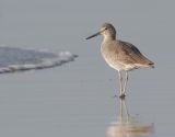 Willet