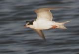 Common Tern, juvenile, flying