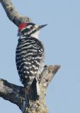 Nuttalls Woodpecker, male