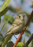 Ruby-crowned Kinglet