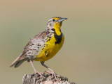 Western Meadowlark