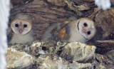 Barn Owls, nestlings