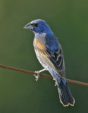 Blue Grosbeak, male