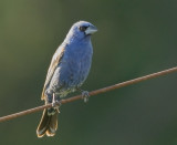 Blue Grosbeak, male