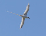 White-tailed Tropicbird