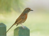 White-rumped Shama, female