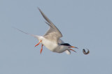 Forsters Tern, dropping fish
