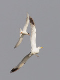 Forsters Tern, harassing California Gull