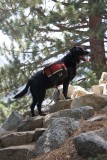 Sadie of the Sierra