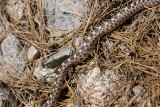 something snakey going on here