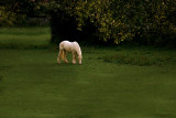 Upon a Golden Horse