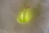 DSC_0249.JPG