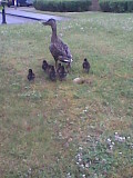 ducks