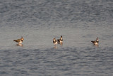 <i>Vanellus vanellus</i><br/>Lapwing