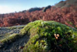 Moss