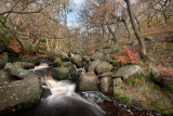 Forest cascades