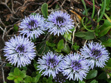 Globularia.jpg