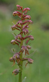 frog orchid 2.jpg