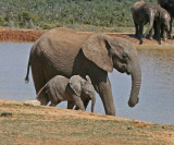 elephants 23.jpg