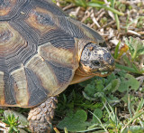 angulate tortoise.jpg