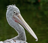 pink backed pelican.jpg