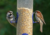 house sparrows male.jpg
